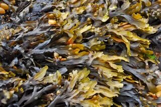 62Iwona's tweet photo. #SEAWEED 
💚Sequesters carbon, nitrogen &amp; phosphorus 
💚Grows fast, doesn't need arable land &amp; the addition of nutrients 
💚Is a source of amino acids, unsaturated fatty acids, vitamins, minerals 
💚Is good for you, economy &amp; the #sea 
#OurOcean
#WEFTA
#Seafood https://t.co/TqcvU8VNBe