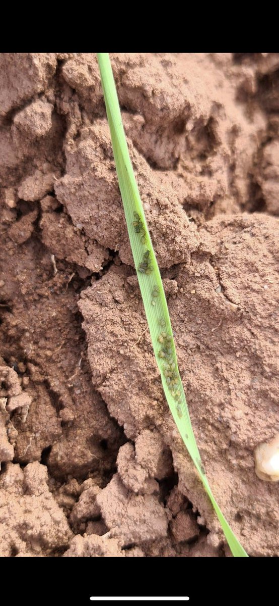 From drilling to innoculation…the team at RM have been releasing BYDV+ aphids into the barley plots for upcoming BYDV trials 🪲🌾 <a href="/ADASGroup/">ADAS</a> <a href="/SamuelTelling/">Sam Telling</a>