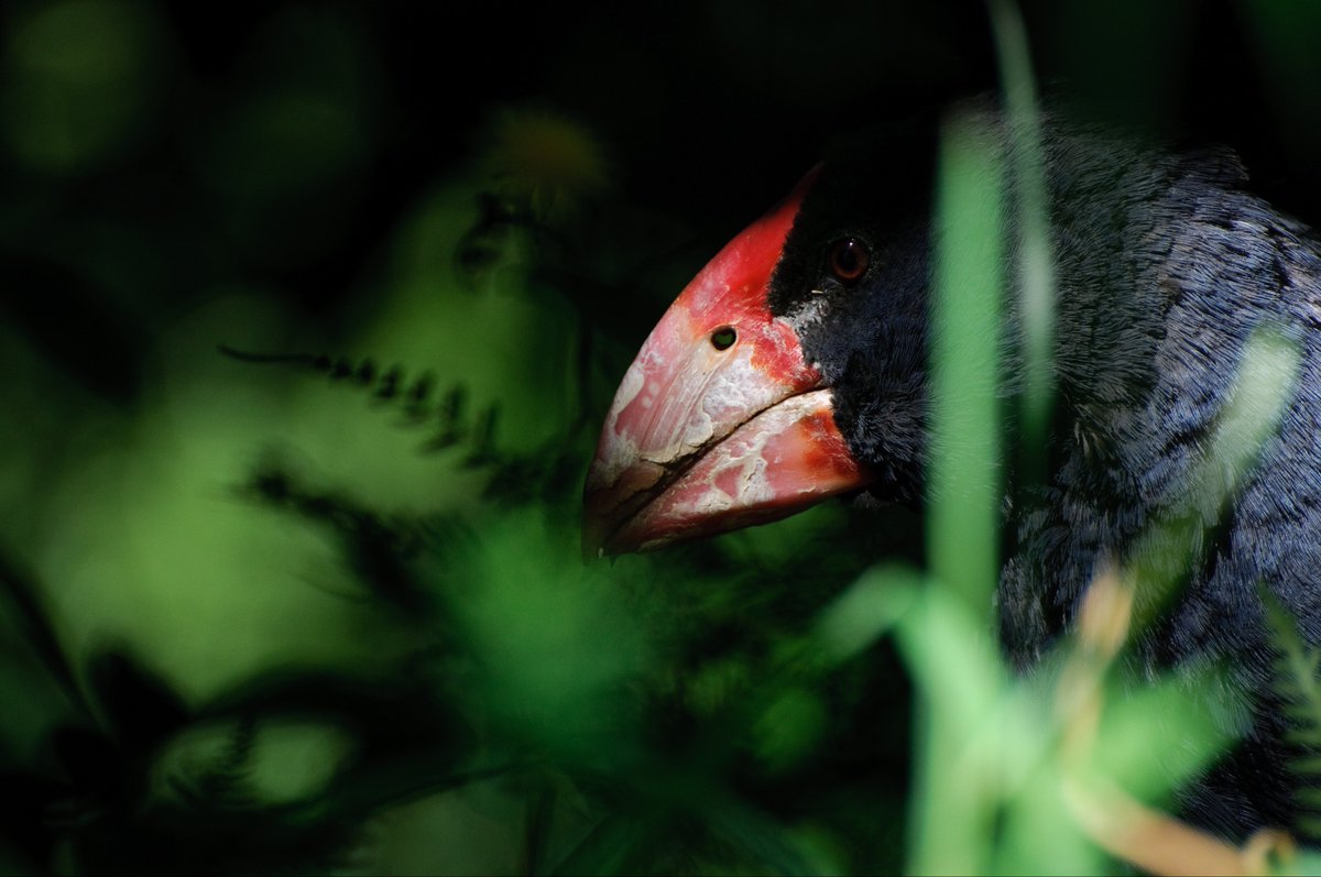 takapodigs's tweet photo. Well, that’s #birdoftheyear2022 sorted: #kakapo are out of the running, and @BillBailey says it should be #takahe. So #votetakahe, people! #BOTY2022 #conservation https://t.co/4cZyUaODog