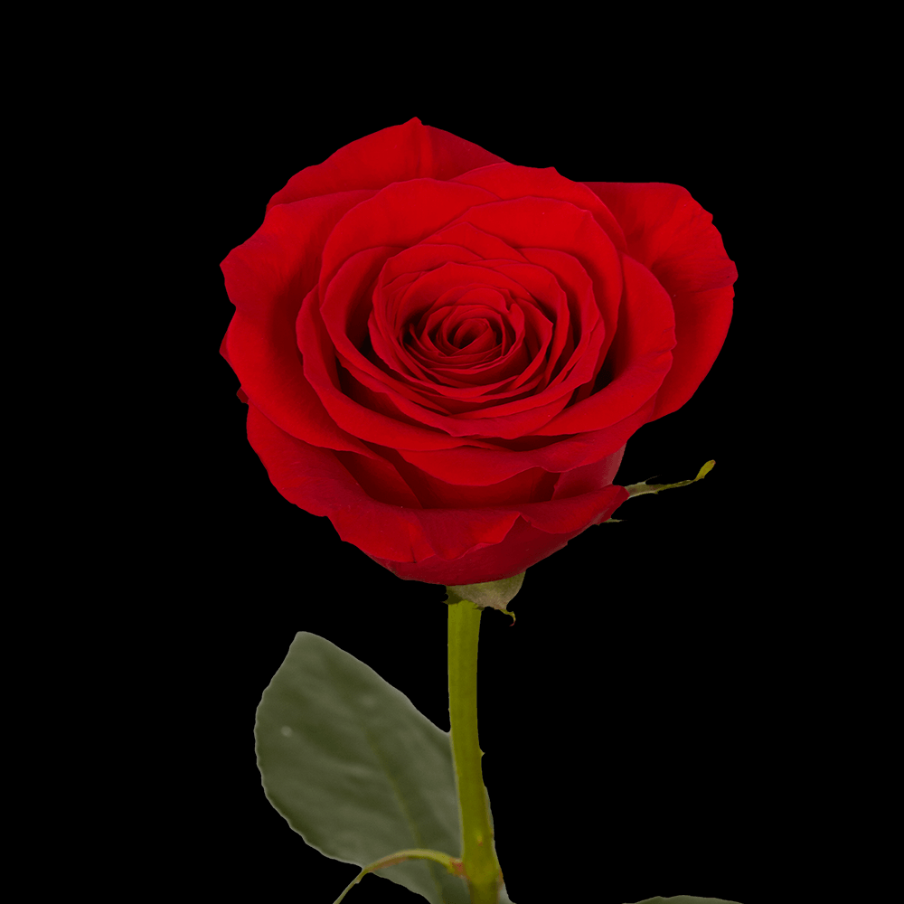 AT Tournament tweet media