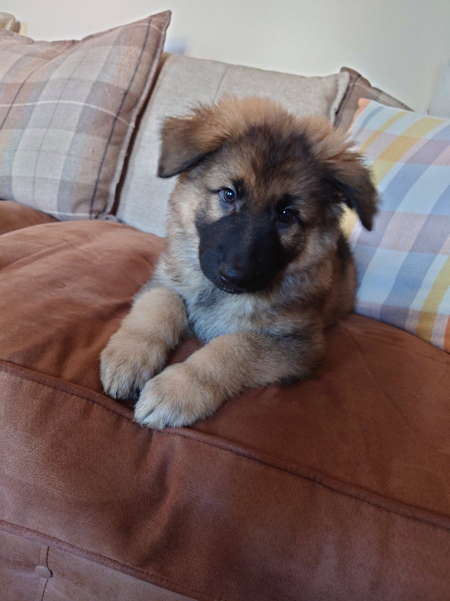 Grizzy091's tweet photo. @Merrydawg I got a new puppy so enjoy the cuteness! :D https://t.co/hjBAPsvokl