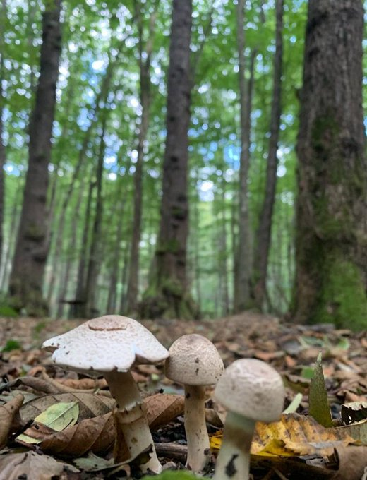 double2btc's tweet image. I want to eat them all...