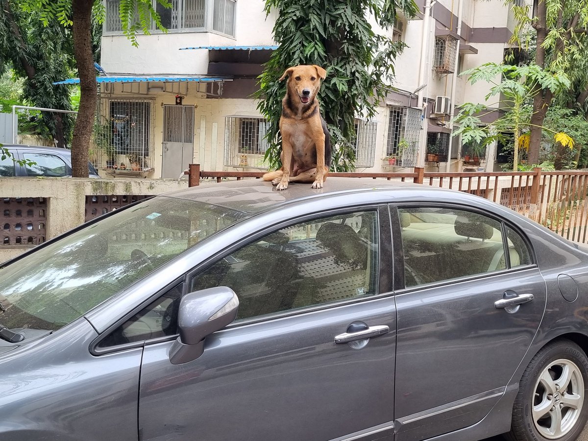 Neelaplop's tweet photo. Looking after his master's  car. Outside parking https://t.co/AKFReyxnYk