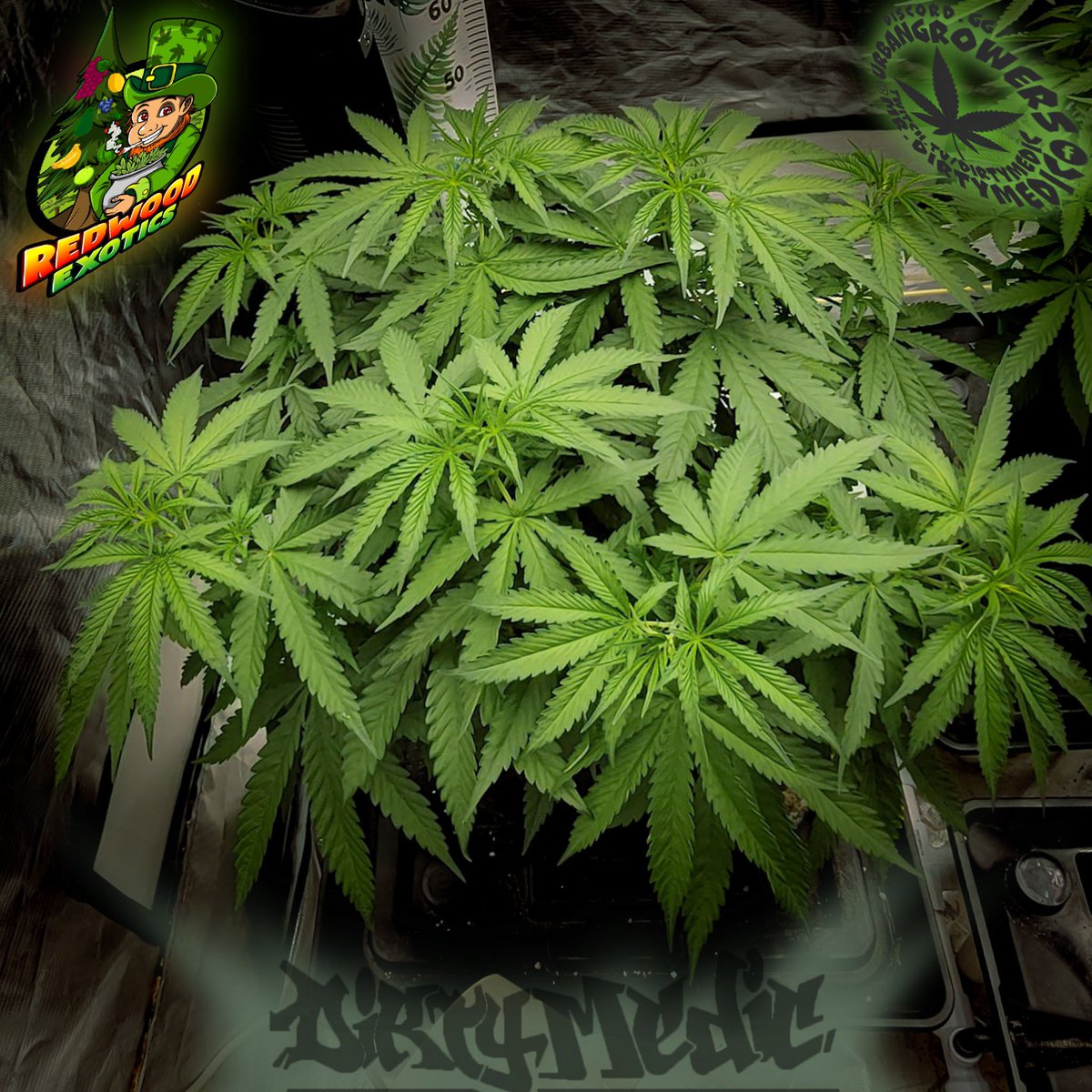 Dirty_Medic's tweet photo. ECL x HK (Alpha) mainline 8 cola’s. @RedwoodExotics next update will be 16 cola’s… can’t wait to recover and flower! #Mmemberville #420community #CannabisCommunity #420dreamteam #StoneyHomies #PTSD #twitch https://t.co/aiE1YdWo5O https://t.co/qhe299mDL0