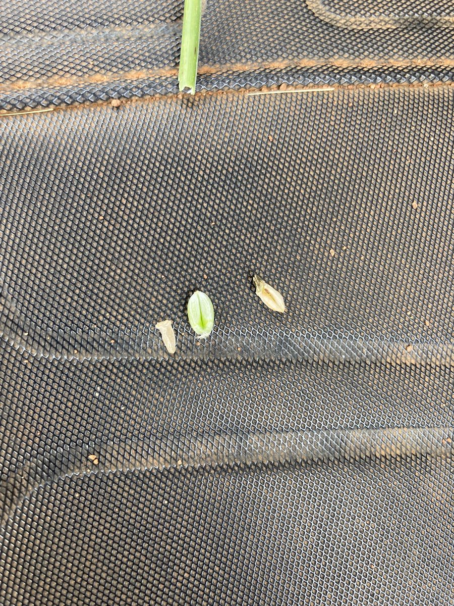 Small trial I did with scepter wheat treated twice with fungicide, middle head not treated at all.  Massive yeild loss where not treated. Between 60 % to 80% loss We can all think it’s ok not to spray but this just reminds us.