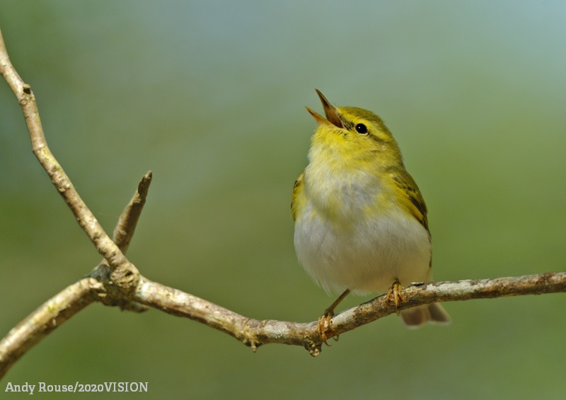 WildlifeTrusts's tweet photo. Find out what wildlife you could get in your own back garden! 👇 https://t.co/hp7KnwhgiO @Vinehousefarm https://t.co/2vCgQCMFRL