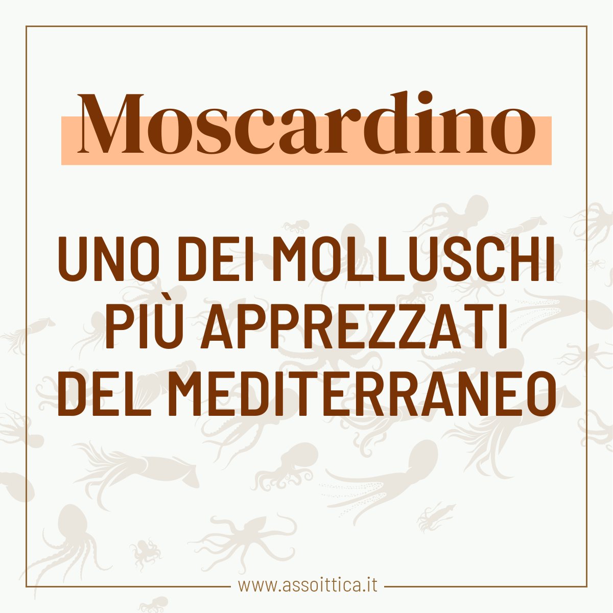 Assoittica's tweet photo. Fra i molluschi del mediterraneo uno dei più apprezzati è sicuramente il #moscardino che prende questo nome per il suo odore di muschio 🦑 È molto apprezzato per la carne che è ricca di proteine (11,6%) e ha un buon contenuto di grassi (1,20%) ➡️ https://t.co/aLc60qYJOL https://t.co/Olc3OtbYYr