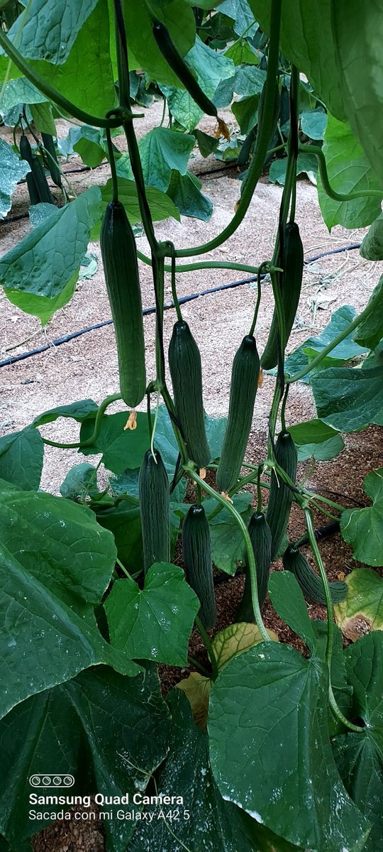Recolección del pepino Huracan RZ por <a href="/suministros_fmf/">Fco Muñoz Flores SL</a> en El Ejido. ¡Resistencia al Nueva Delhi y a oídio en su máximo esplendor! 🛡️

ℹ️ de la variedad: innovamosjuntos.es/variedades-de-…