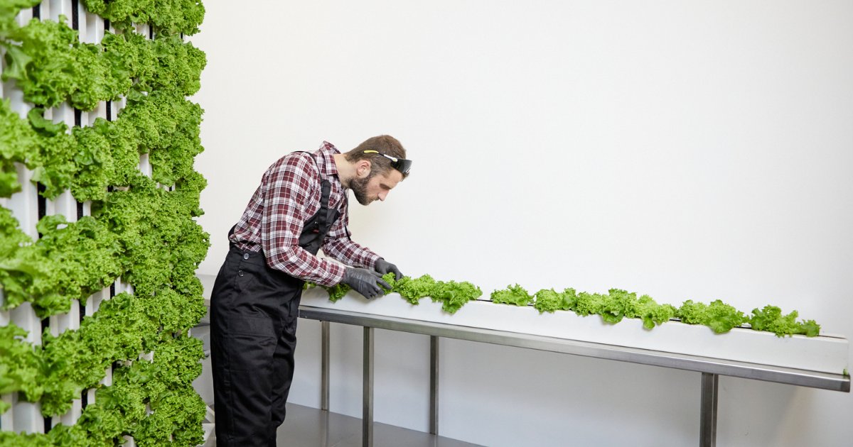 hydropolistech's tweet photo. Our #SmartCrop technology delivers efficient #farming solutions to help entrepreneurs grow healthy and local #food π©βπΎ
#verticalfarming #hydroponics #urbanfarming #agriculture #technology https://t.co/4tfGy2LU7y