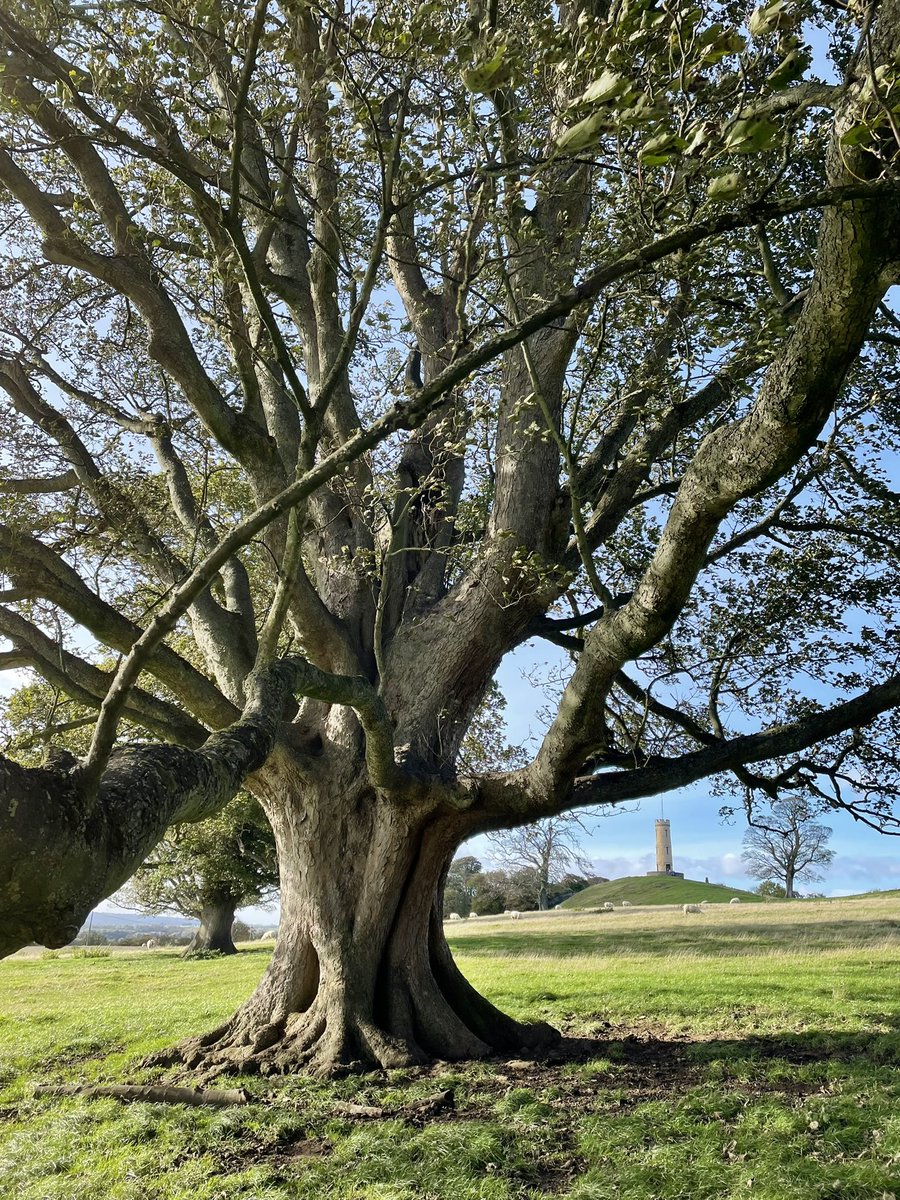 Good morning #thicktrunktuesday friends. Here is a parkland lime reaching out to say hello to you. @keeper_of_books @WildTreeAdV @RainB47 @artypartyco @lwhemmings