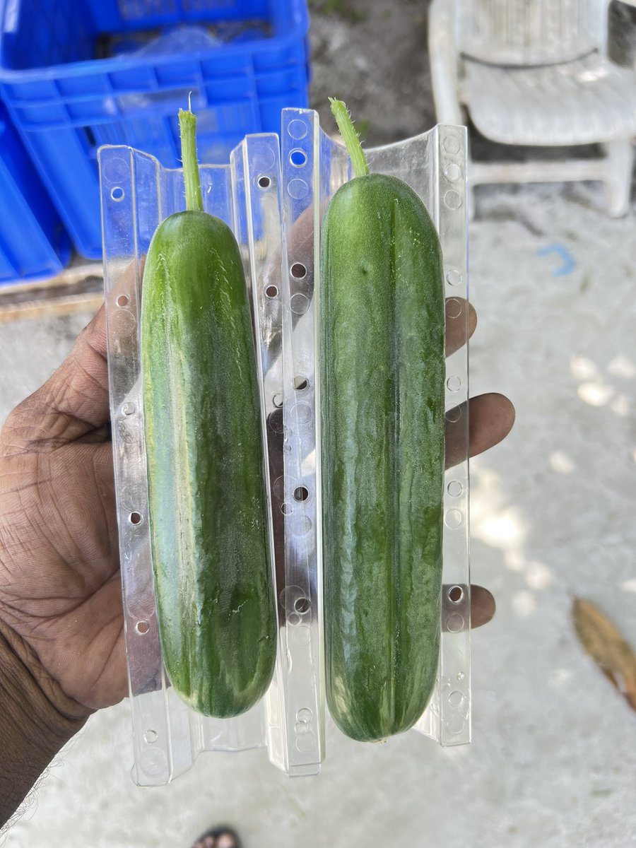 I love to do different things. This small changes makes others happy to eat this delicious cucumber #aAdduMeedhoo #freshyieldpvtltd #agriculture