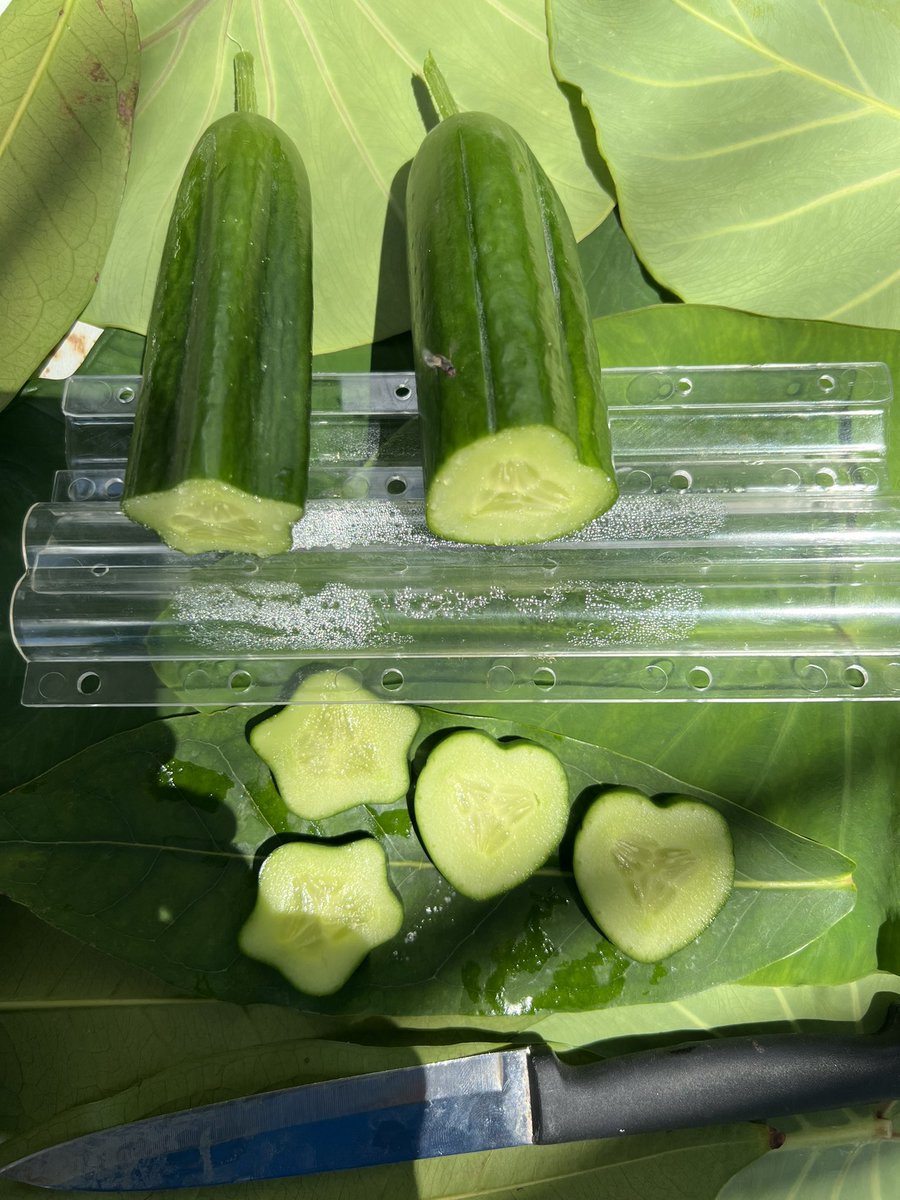 ZuvanDhaduveria's tweet photo. I love to do different things. This small changes makes others happy to eat this delicious cucumber #aAdduMeedhoo #freshyieldpvtltd #agriculture https://t.co/YFH3lgE1o0