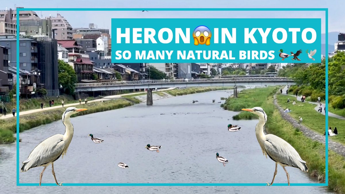 BeautysofJapan's tweet photo. Heron in Kyoto, 🦆🦅 🕊 Wow 😱 so many natural birds too. 
https://t.co/PASKbf4iMG
#kyoto  #youtube #youtubejapan  #japan #horen
@BeautysofJapan https://t.co/7VGYvDXjmw