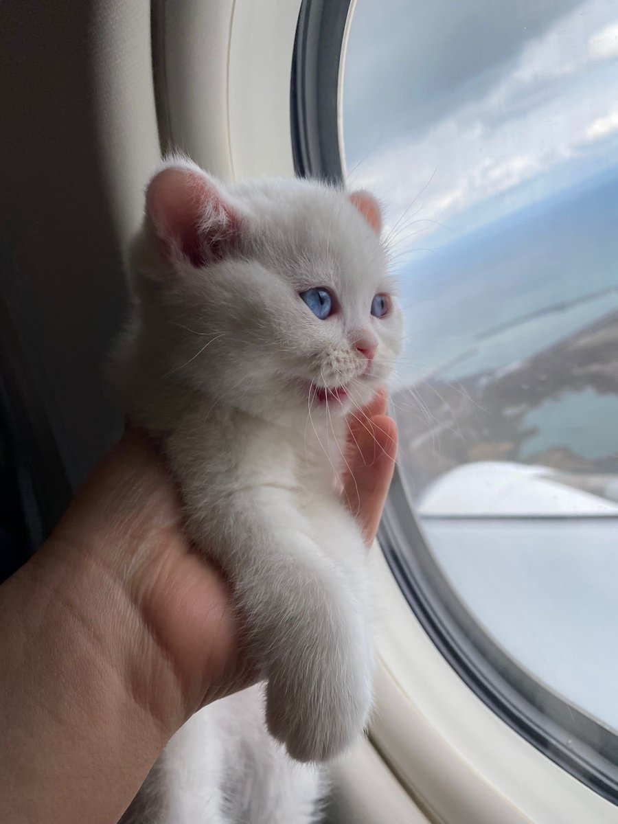 bir kedi fotoğrafı bırak 🐈