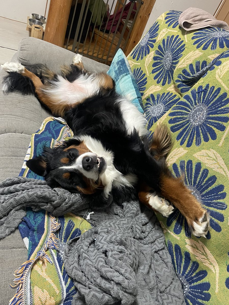 uglymaaash's tweet photo. 愛おしい！
#バーニーズマウンテンドッグ 
#沖縄
#大型犬 https://t.co/VnPcpQgANo