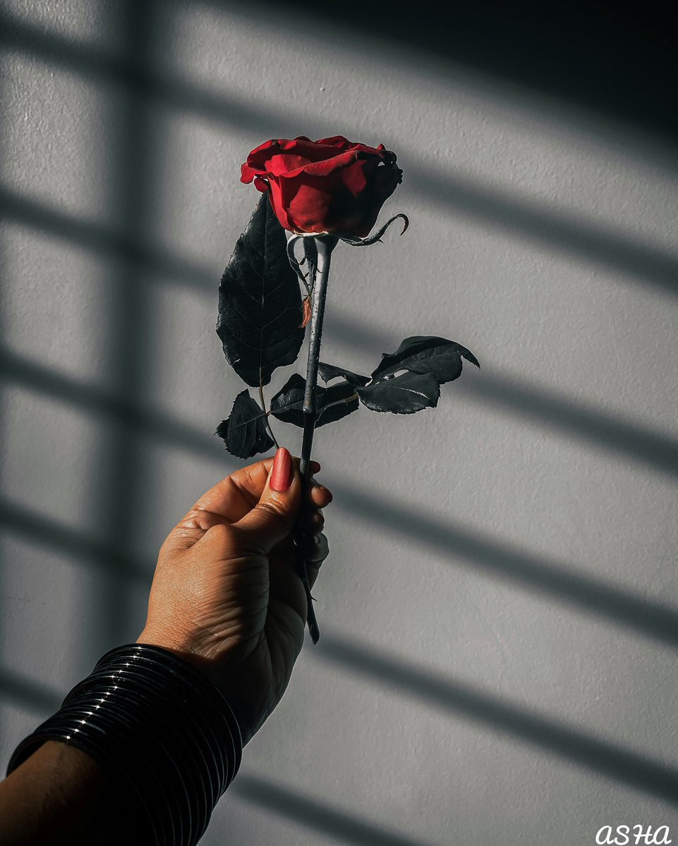 ash_sepuri's tweet photo. You are the architect of your destiny 🌹:
:
Creative photography with ROSE
:
:
Check out this post on Pindle
:
:
https://t.co/V7DoiqYZma
:
:
@Pindle_India #pindle #pindleindia #shotoniphone #creativephotography #creativeideas #NFTcommunity https://t.co/ku6zrSQOIN