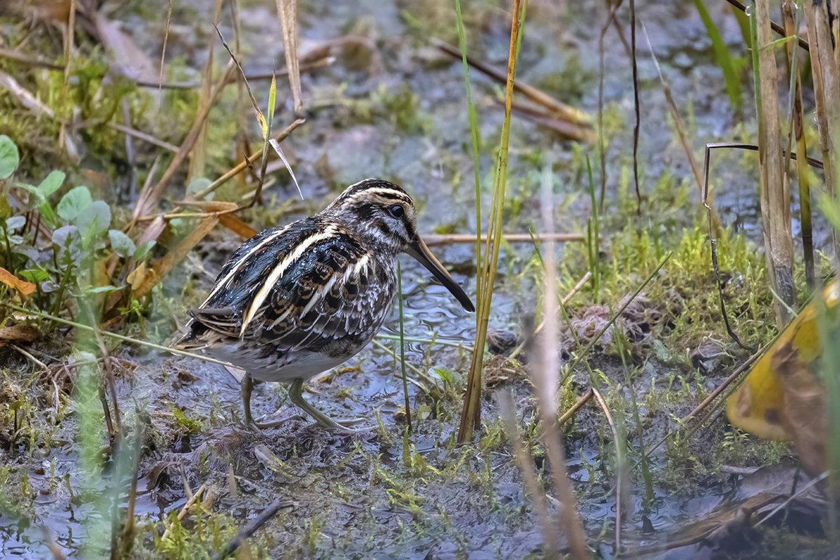 Joerg_Niederer's tweet photo. Die Zwergschnepfe ist ein unglaublich schön gefärbter, lerchengrosser Vogel. Unermüdlich stochert sie wippend durch den Morast. Fleissig wie eine kleine Methodistin. https://t.co/a7X6SfvTCe
#emkstgallen #Methodisten #Fleiss #Zwergschnepfe #Limikolen #Vogel #Yverdon #Morast https://t.co/2ntfOEoCfk