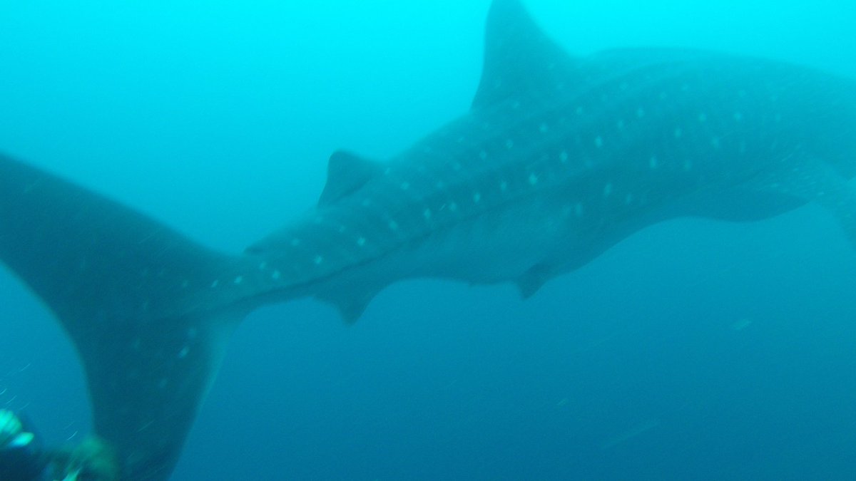 bgoldstein3's tweet photo. @PADI a whale shark casually swimming by in the Galapagos https://t.co/q77gcI8KO7