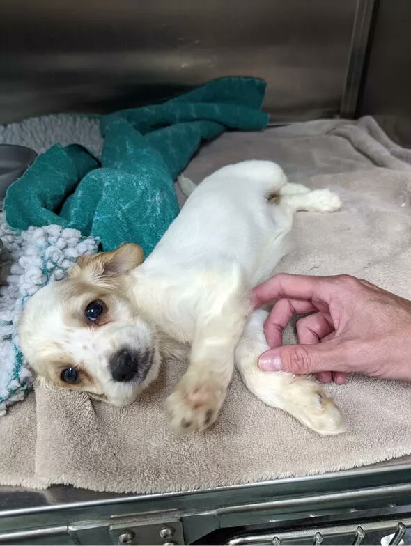 Please retweet, Winnie was found in this bin, dumped by a breeder because she had a twisted leg #UK Please don't support breeding when dogs are being put to sleep by owners and pounds because shelters are full. DON'T BUY PETS THIS CHRISTMAS. #AdoptDontShop
