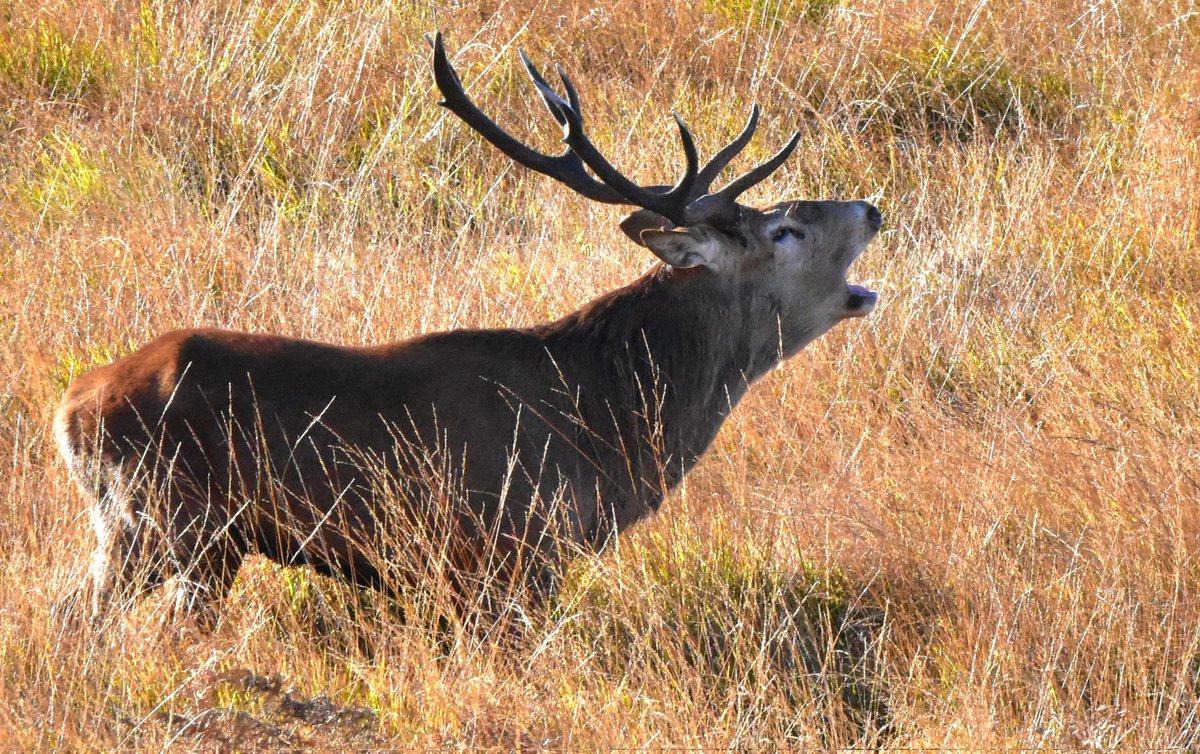 Another big red with a lot to say.
#TwitterNaturePhotography #twitternaturecommunity #nikonphotography #stagfest2022 #countryfile