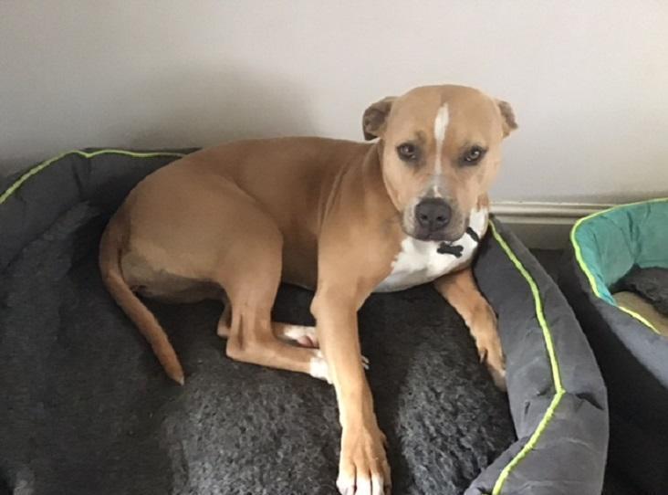 Please retweet to help Dora find a home #MACCLESFIELD #CHESHIRE #UK Aged 4, Dora was originally adopted after being part of a cruelty case. She is looking for an experienced adult home as the only pet. APPLY 👇 rspca.org.uk/findapet/detai……