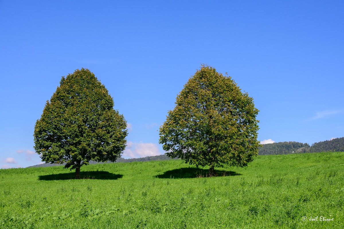 joeletique's tweet photo. jumeaux #vicques #delemont #valdorée #jura3lacs #myswitzerland #jurarando #swissrando #paysage #nature #urbain https://t.co/kgyeinJ9S1
