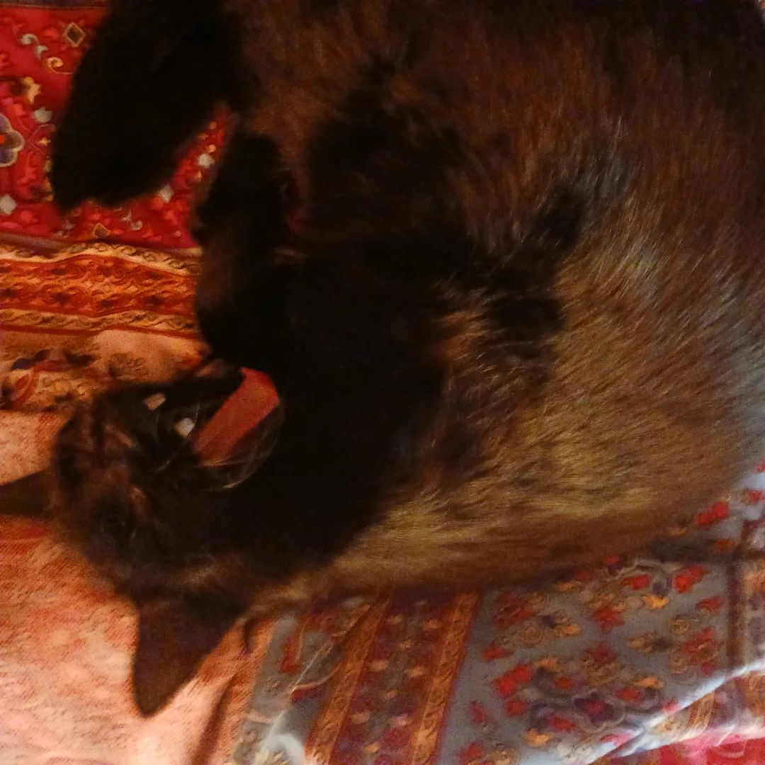 sciencatz's tweet photo. Nicky!
#BlackCat #void #pantherito #HousePanther #NikolaTeslaTheCat #OhNickyYoureSoFine #KittensOfTwitter #CatsOfTwitter #kittens_of_world #sciencatz #kitten #Kitty #cat #CatsOfIns...
https://t.co/KeQ2stuYKt via https://t.co/9pjMcJVXAj https://t.co/wfIhvCJ2ur