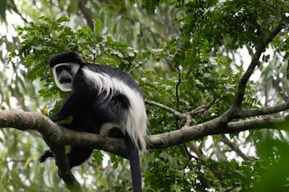 perez_rukiri's tweet photo. Black and White colobus monkey [ Guereza  colobus] beautiful colors of B&amp;W typical herbivore , more of arboreal distributed well in tropical rain Forest .. 🇺🇬
#exploreuganda 
#kibalenationalpark
#colobines
#oldworldmonkey
#perez
Photo credit : Stephane Diaz. https://t.co/cUgim5dWzo