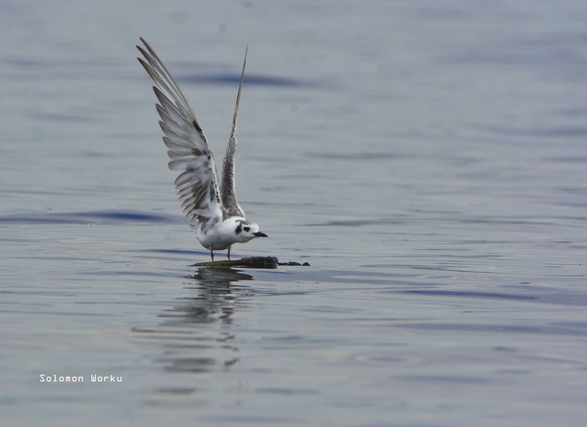 solwors's tweet photo. Seagull - Grey headed

Lake Shalla, Abijata-Shalla Lakes National Park
#wildlifephotography
#birdphotography
#birdwatching https://t.co/OJmGN1wduF
