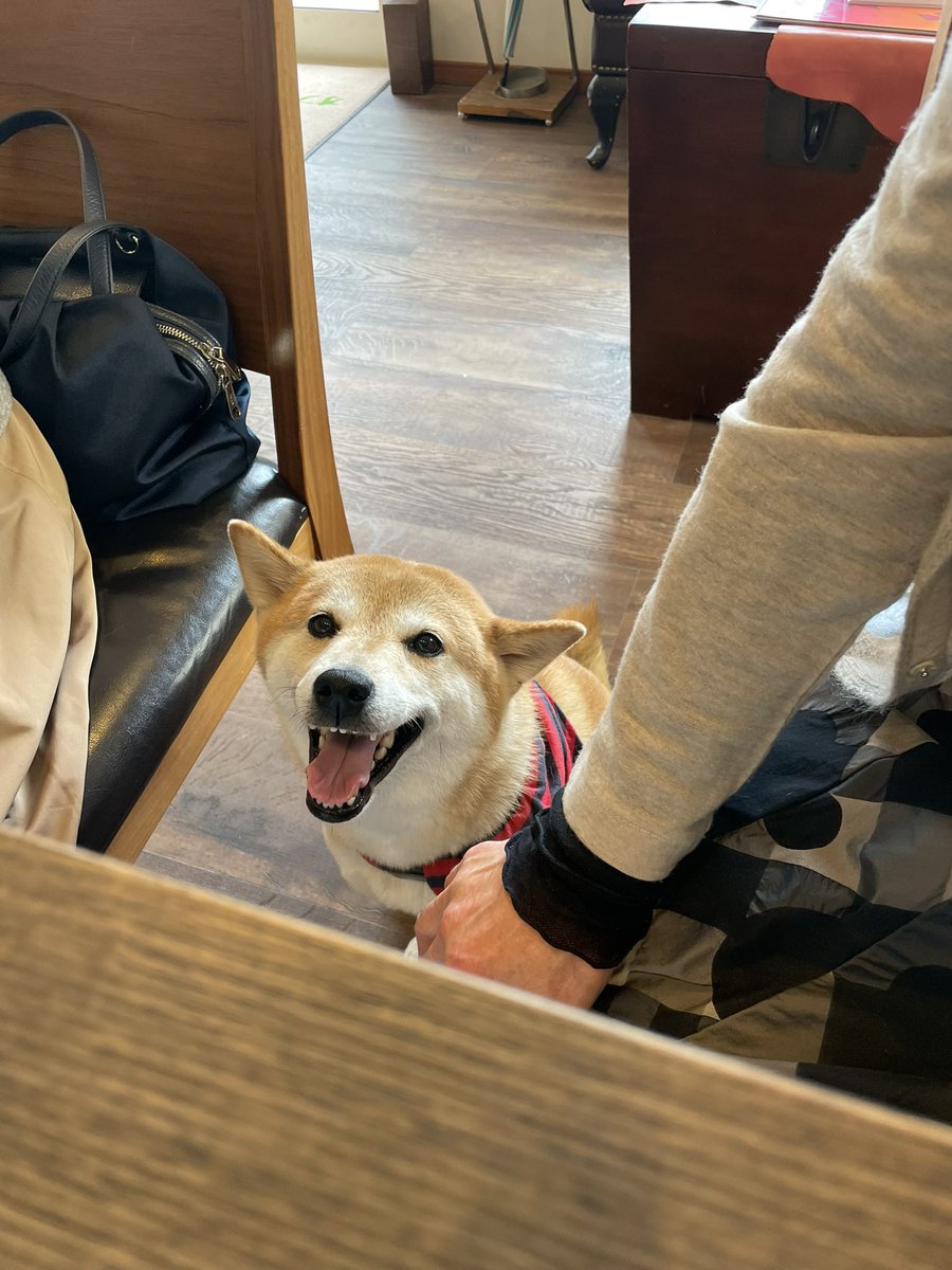 OptiqueHidaka's tweet photo. 看板犬フー
大好きなお客様に会えて
テンションぶち上げ🐕♬
にっこり笑顔です！
#柴犬 #苫小牧 #オプティークヒダカ #看板犬フー https://t.co/D1dqweltr1