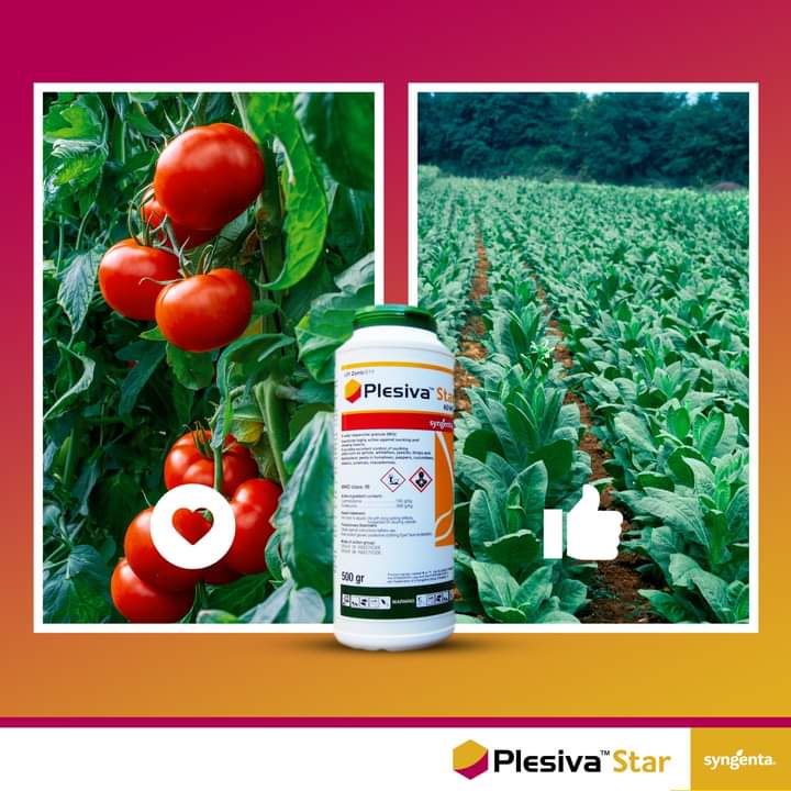 SyngentaZW's tweet photo. Tomatoes/Tobacco?
Both crops are prone to sucking pests ➡️neonicotinoid resistant whiteflies & lepidoptera pests.Use #PlesivaStar for that #1stopSolution
Today on @ZiFMStereo 0930hrs, we Catch Up on #Tobacco transplanting& the use of the new soil applied insecticide #PLESIVASTAR https://t.co/TIruoAKKy5