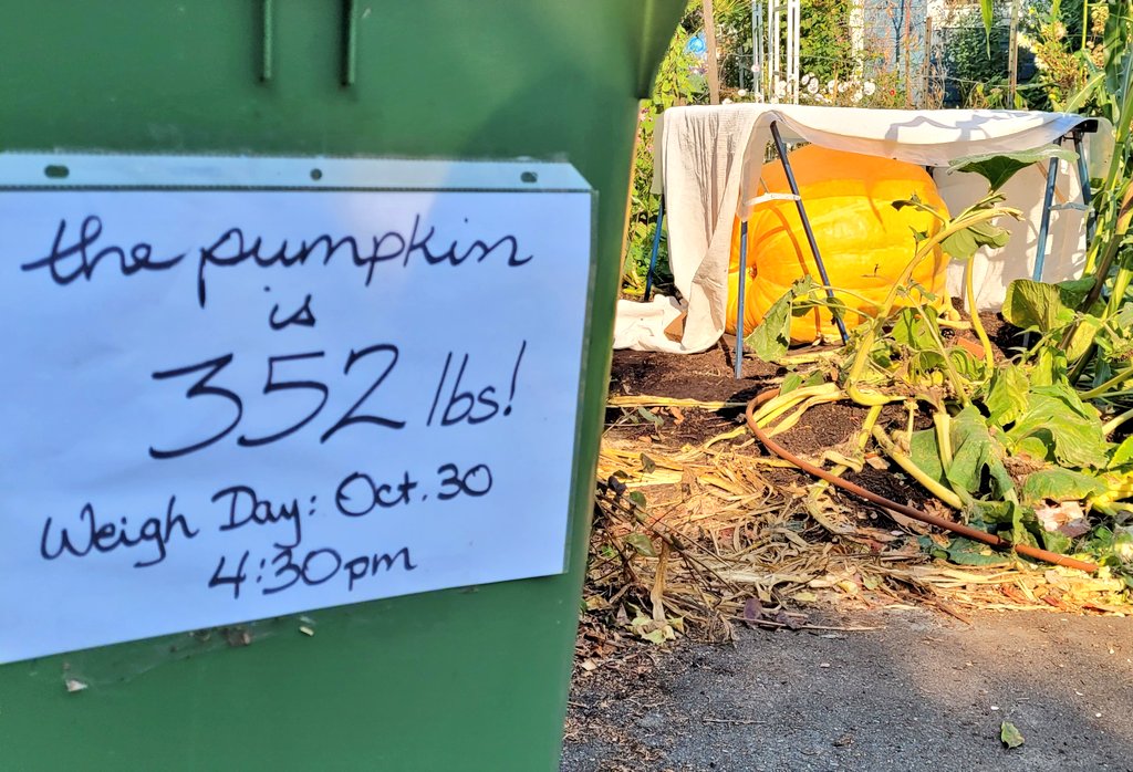 Enjoying watching the progress of this monster on my street. 🎃