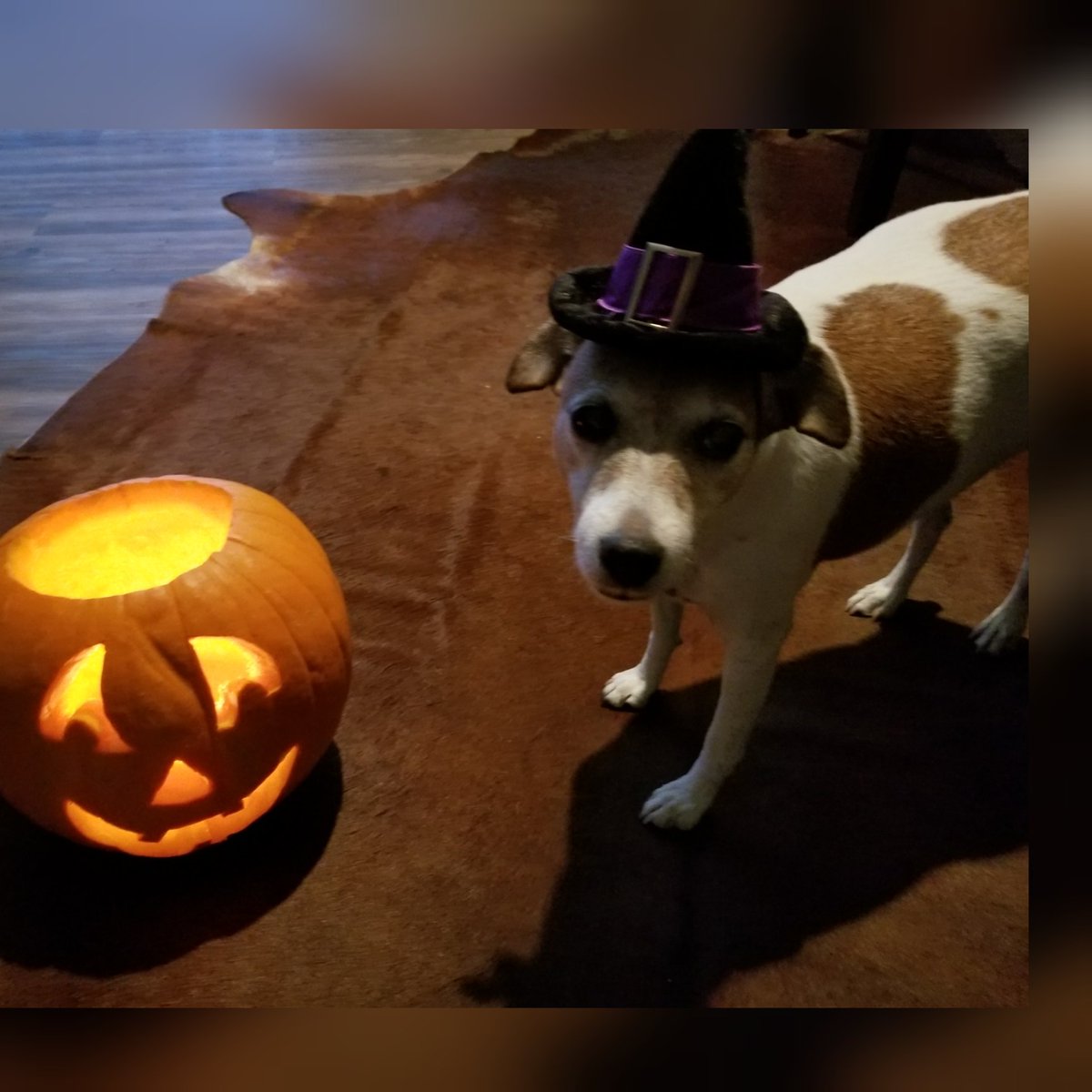 Hokuwear's tweet photo. BOO🎃🤣🐾Happy October friends. #doghalloween #dogs #DogsofTwittter #jackrussellterrier #jrts #mondaymood #mondayvibes #doglover #dressup #pumpkin #pumpkinseason #memories #animals #October https://t.co/AfEJ3FweL6
