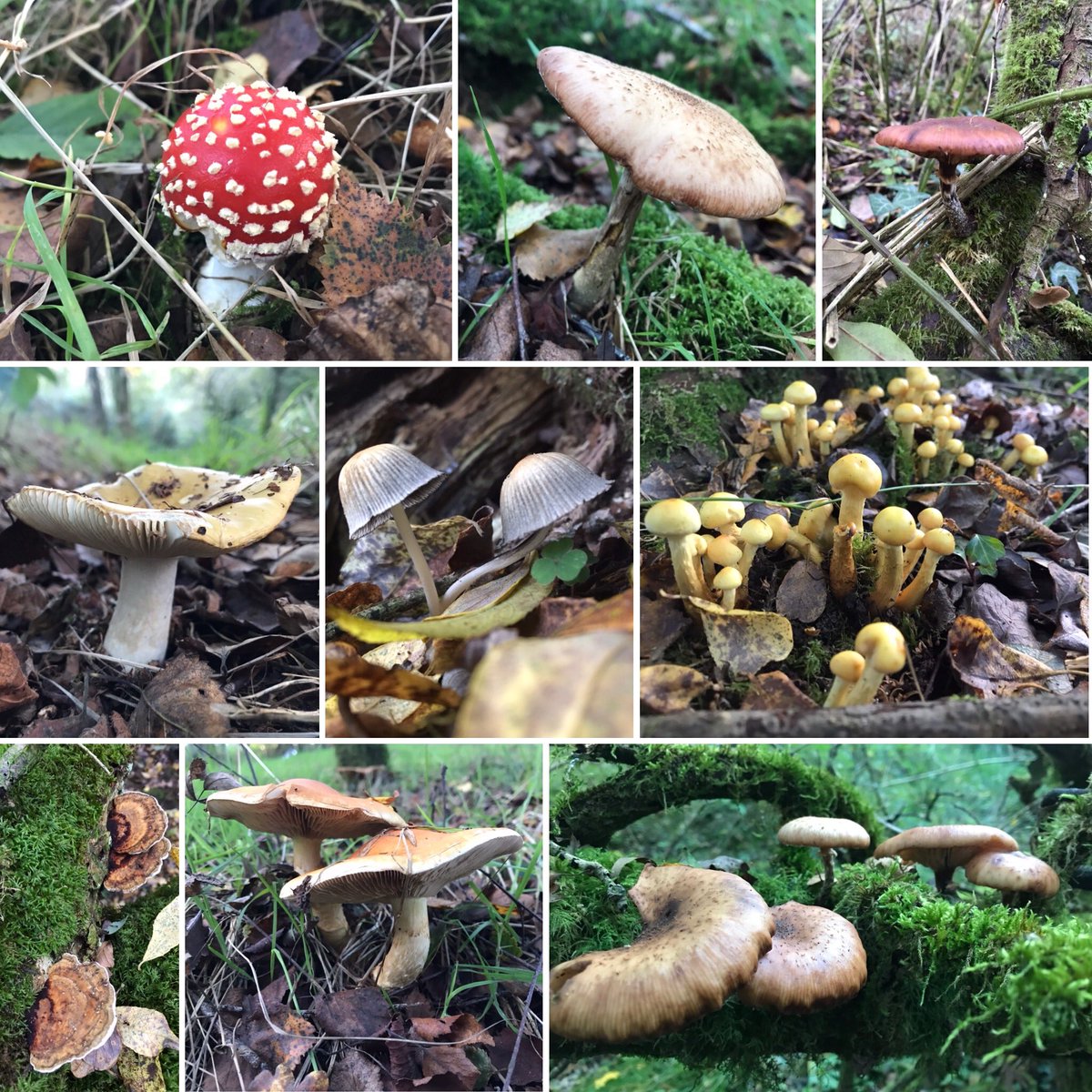 KateYells's tweet photo. I took myself to my favourite corner of the #farm yesterday afternoon. It’s a magical spot and currently bursting with fungal life. Feeling reinvigorated by #nature! #mushroommonday #mushroomtwitter #fungi #EveryoneNeedsNature #devon https://t.co/NZfJ9tswiG