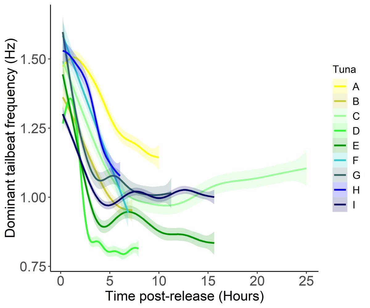 Pls RT my 1st PhD publication 🥳
What happens to Atlantic Bluefin #Tuna after catch &amp; release angling? 🐟🎣 
Increased tailbeat several hrs post release ✅ 
Immediate, fast (2 m/s) descents ✅ 
1 possible mortality ?✅
Differing responses to different handling techniques ✅ 1/2