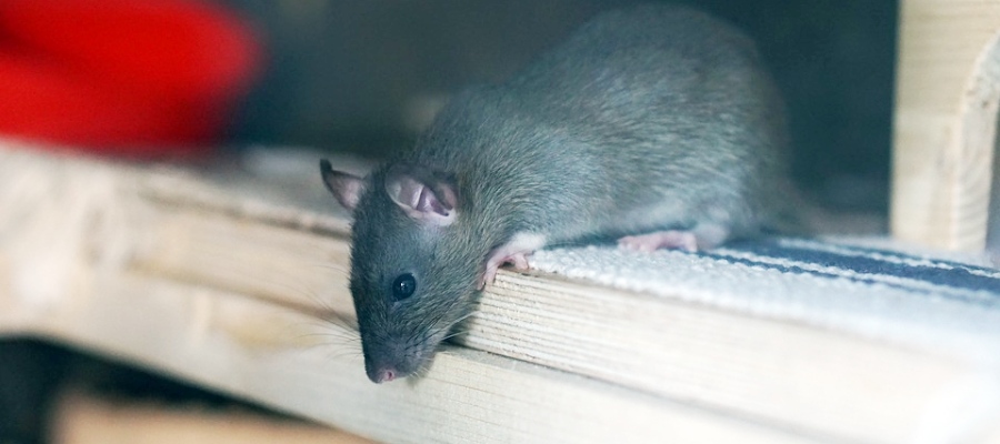 higiene_ambient's tweet photo. #Rodenticidas, ¿cómo detectar la resistencia a los anticoagulantes en ratas y ratones?
https://t.co/ADnIaMaTfw
#ControldePlagas #ResistenciaRodenticidas #ratas #ratones https://t.co/lvS6rJdl1o