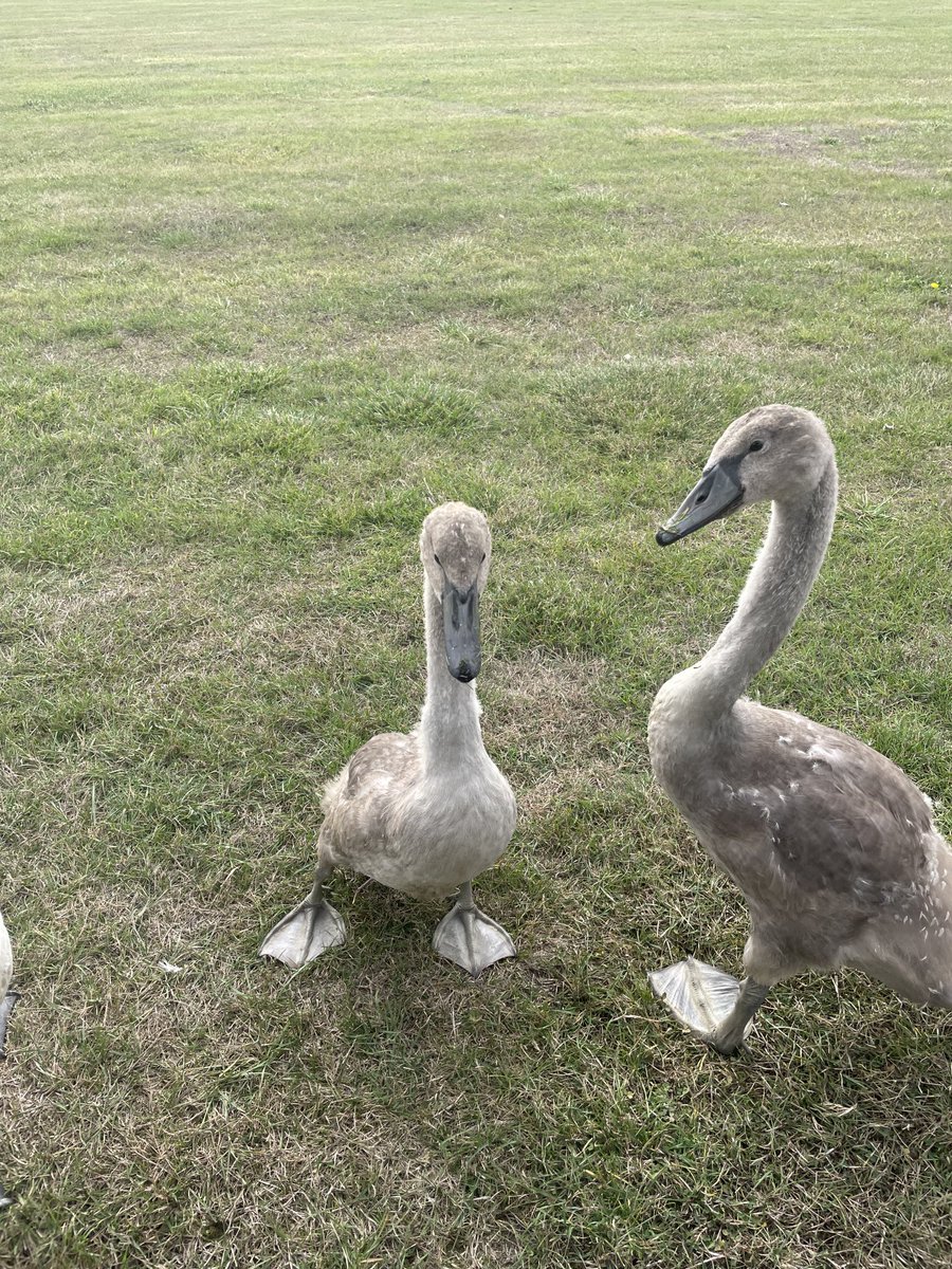 Suebelcher6's tweet photo. The parents of these cygnets flew away Sunday morning and haven’t returned ,no animal shelters will take them as avian flu is around us ,they follow me around it’s so sad any suggestions for help would be great they seem healthy but seem to young to survive  as orphans 💔💔 https://t.co/LwccUSPSb9