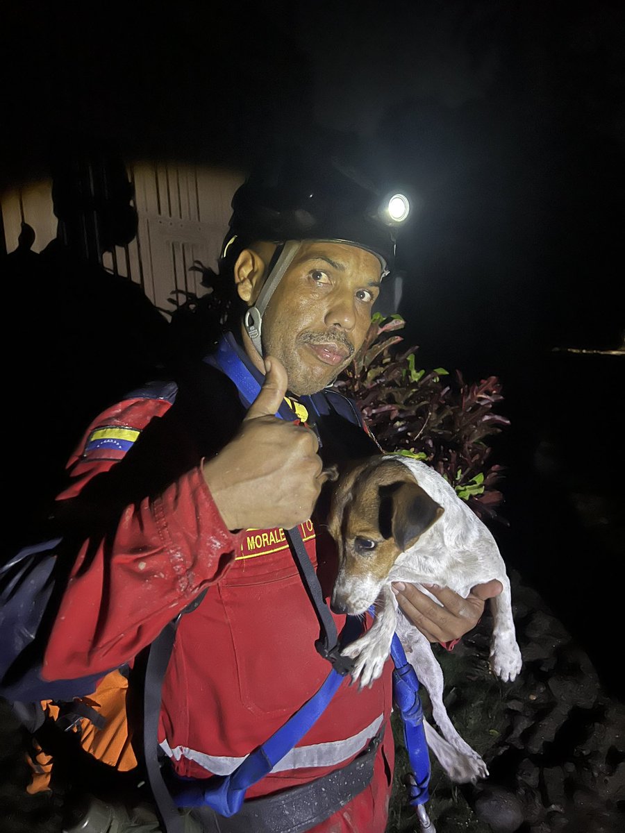 #ElCastaño perrita rescatada en la urbanización el Castaño, por el grupo de rescate Aragua. Se encuentra en campamento del hotel Pipo
