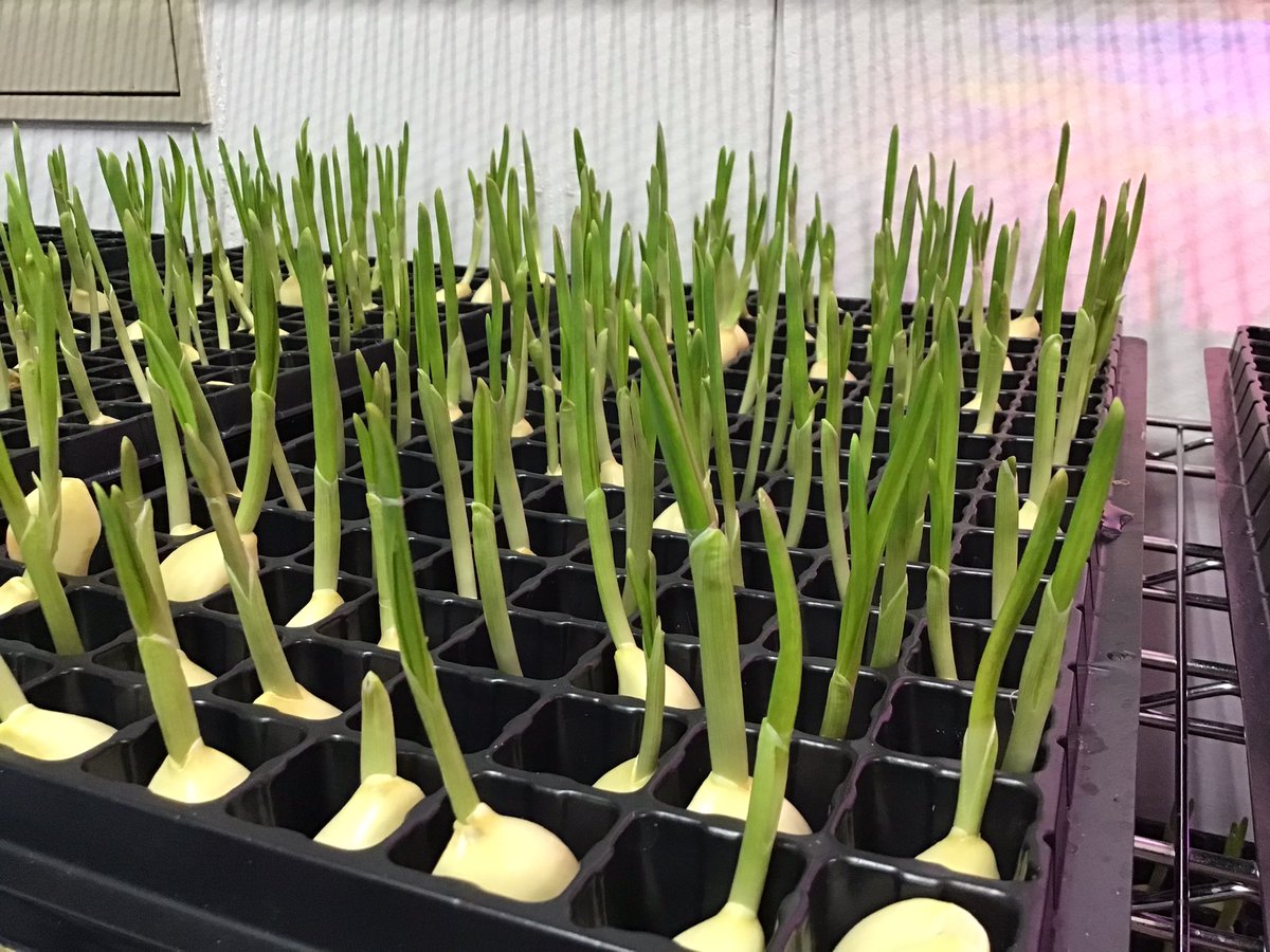 MegoYurafarm's tweet photo. ゆらファームの芽子にんにくはいかがですか？
和洋中、全ての料理にご活用いただけます🌱
#ゆらファーム で検索していただくと、各種SNSでお客様がメニューを紹介して下さっていますので是非ともご覧下さい♪
商品と一緒に調理例も掲載しております👍
現在ご予約一杯につき次の発送は来週となります🙇 https://t.co/LkeXPfGL3b