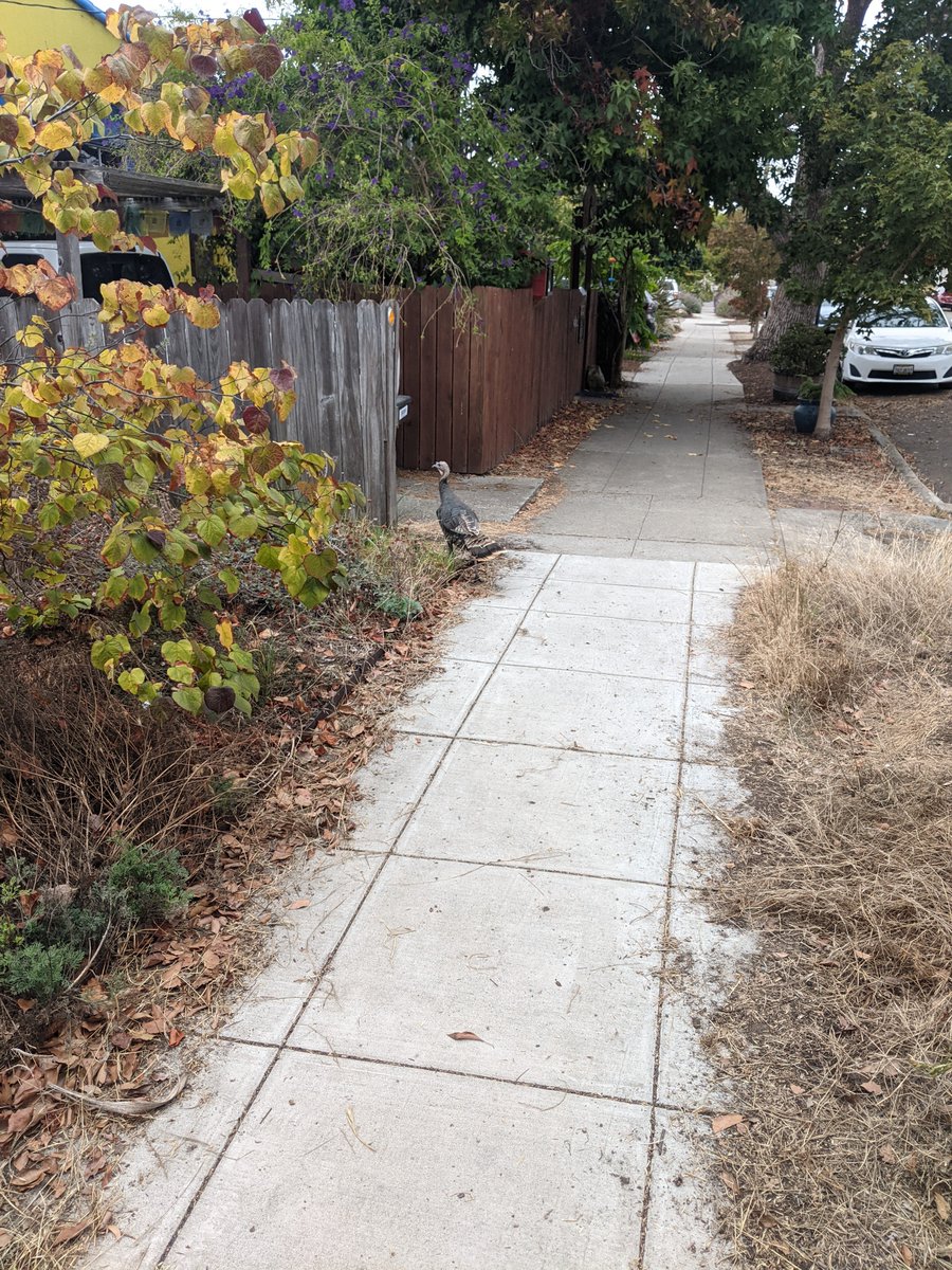 route_vegetable's tweet photo. @evoauYT 🦃 https://t.co/gxlUZ2E62U
