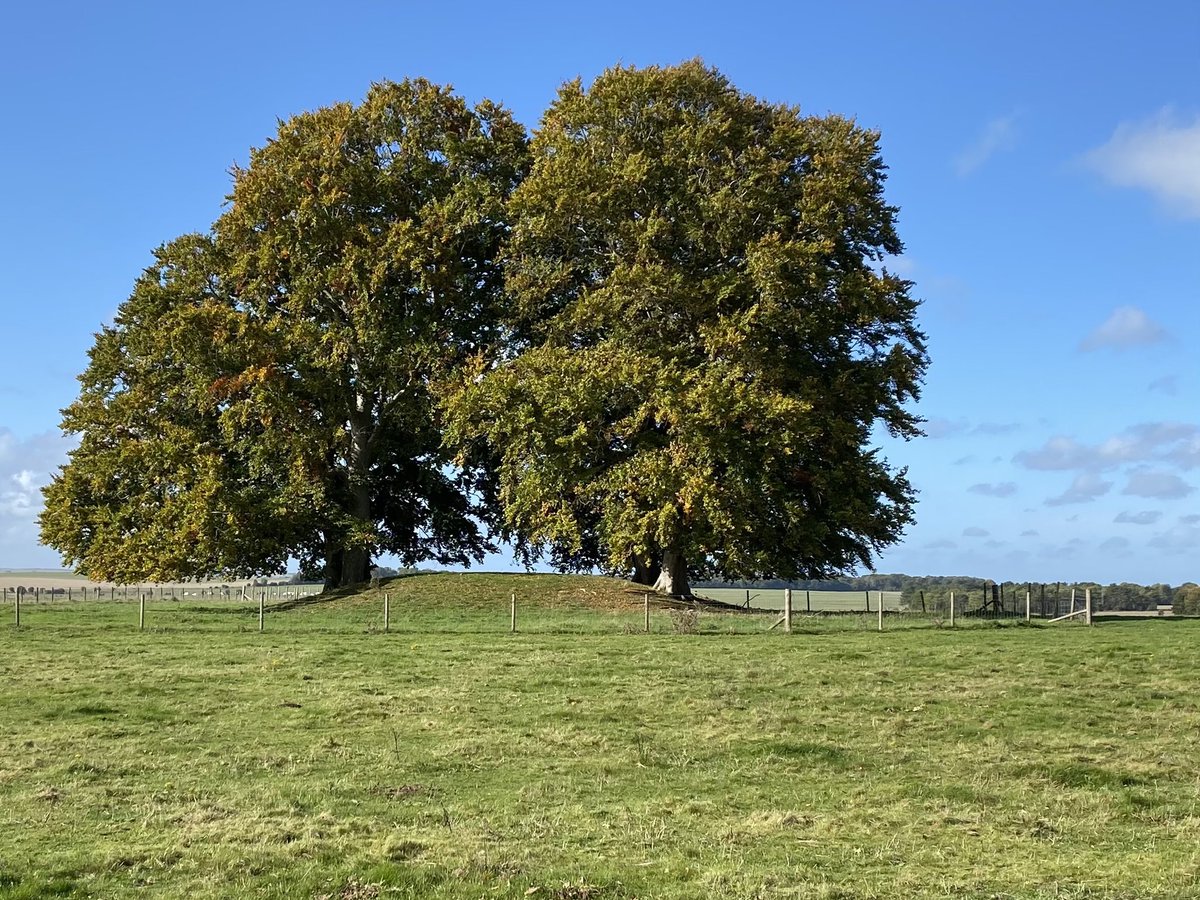 Vicky_liddell's tweet image. Old King Barrows near Stonehenge with sentinel beech trees. #barrows #bronzeage #ancientbritain #TombTuesday #stonehenge #prehistoric #oldkingbarrows