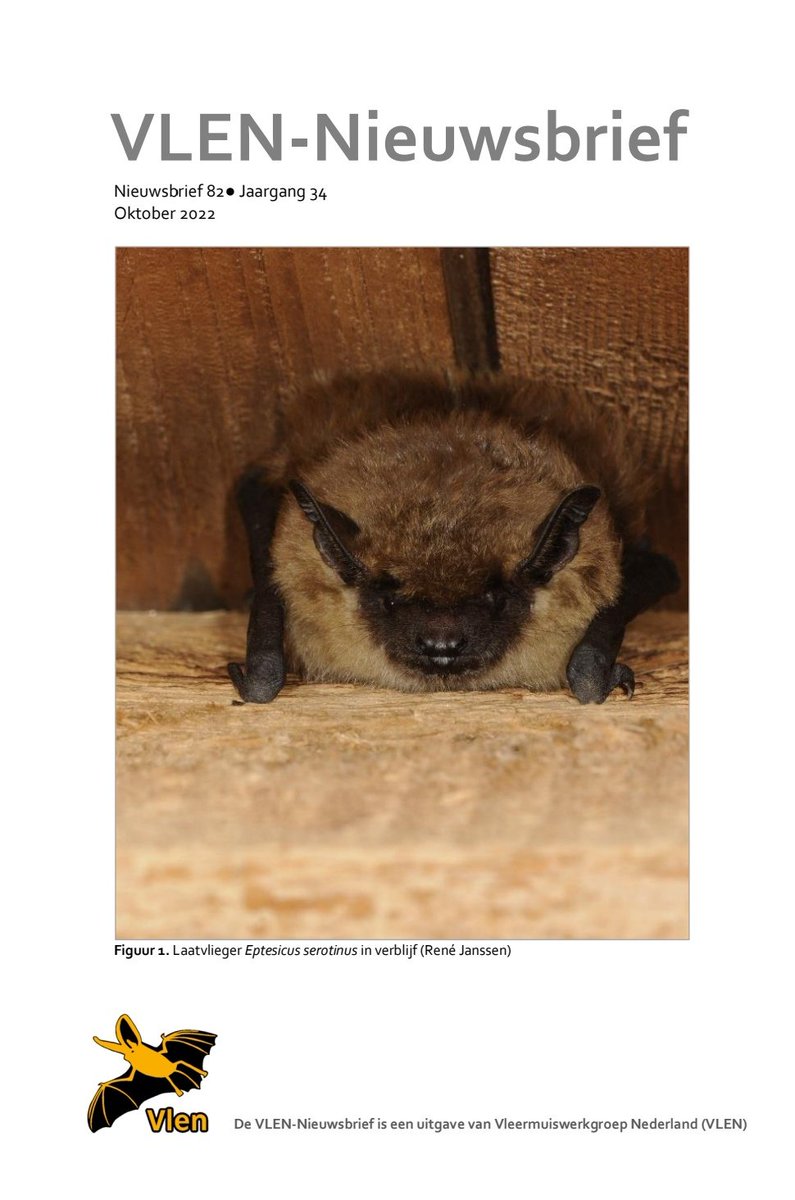 Er is weer een VLEN-Nieuwsbrief verschenen. Met veel interessante artikelen over vleermuizen en onderzoek. Ook lezen? Stuur een mail naar leden@vleermuis.net.