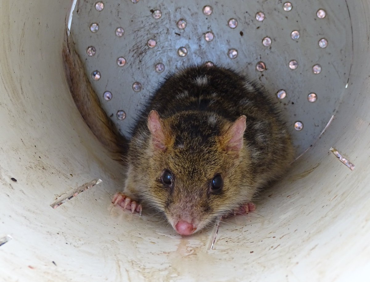 Eastern #quolls come in two delightful flavours: dark chocolate with white chocolate chips, & caramel with white chocolate chips. Few wild #mammals have dark coats with white spots, & even fewer have distinct colour morphs. #fieldwork #Tasmania #marsupials #MammalWatching #WildOz