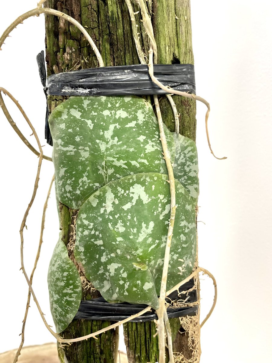Hoya!!!!
#ukhouseplants #hoya