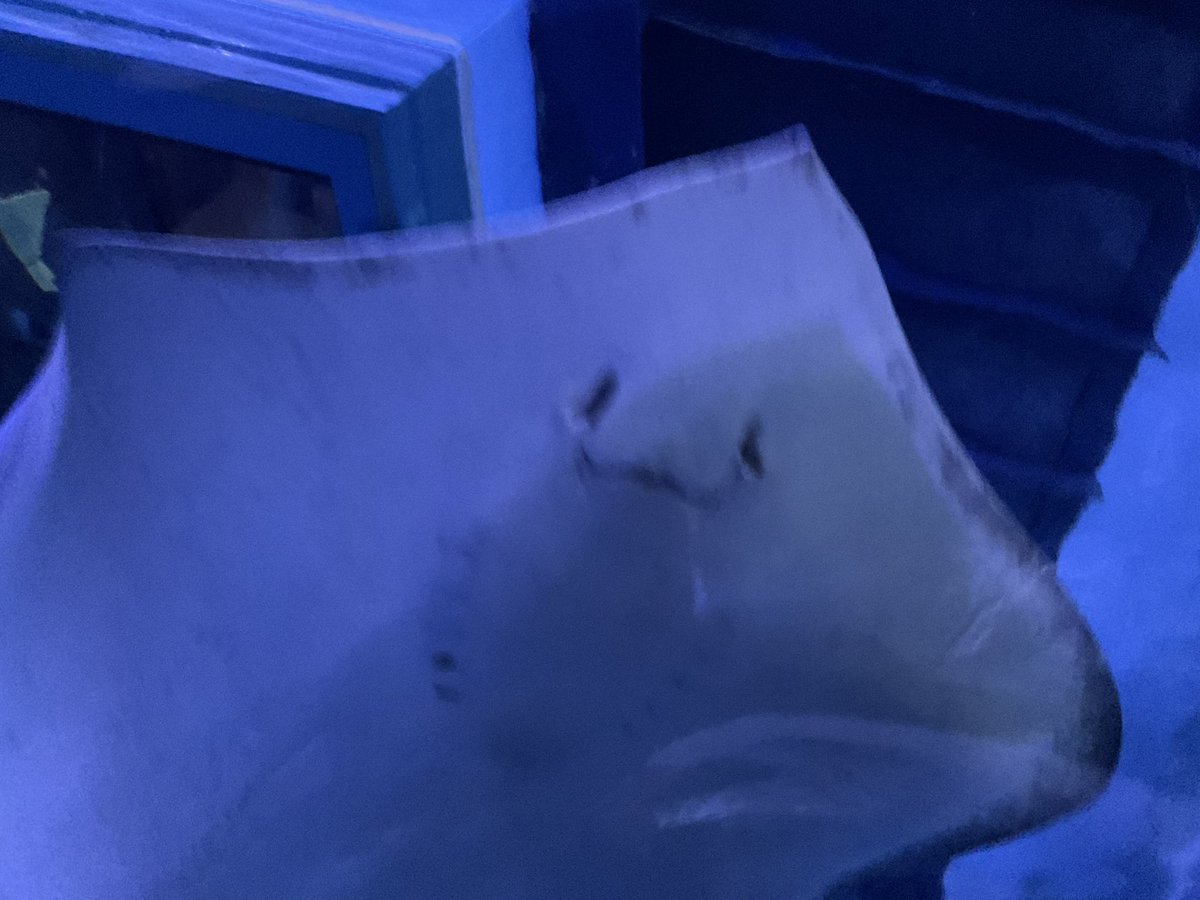 คุณหนูน้องวูบี้ ୧₍ᐢ..ᐢ₎୨ 🤍ྀི tweet media