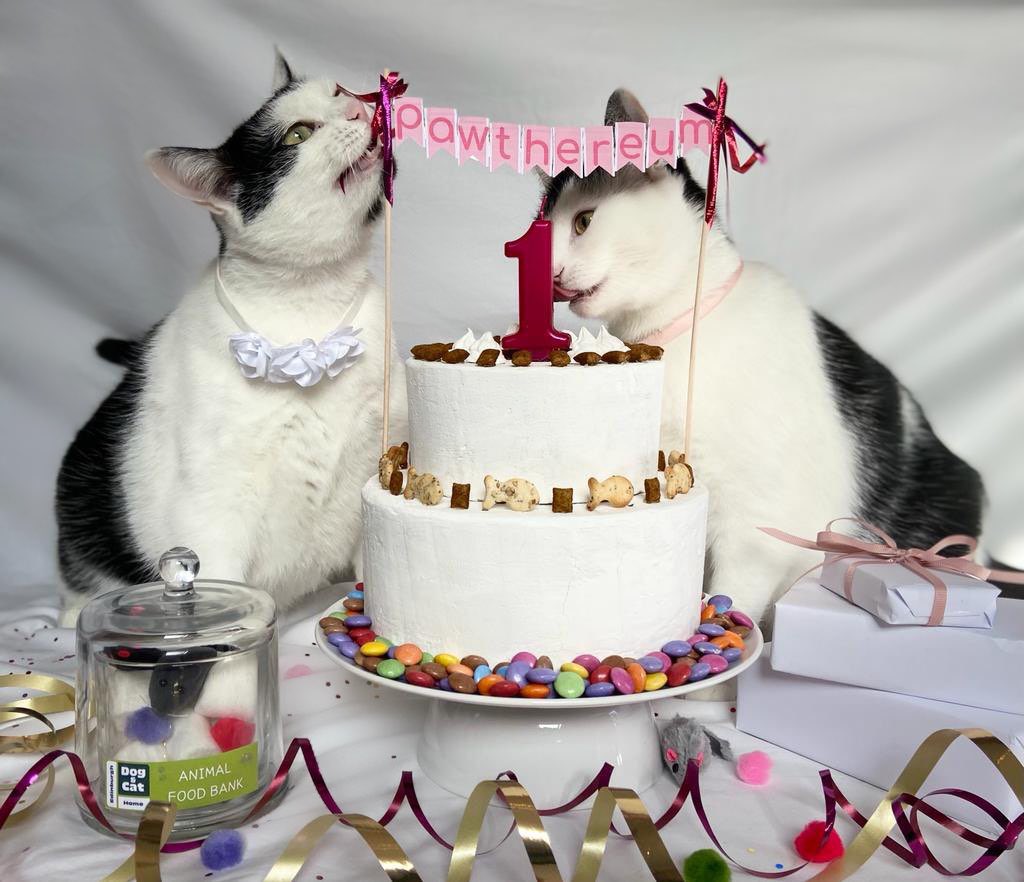 pawthereum's tweet image. Our medium article from last week for the busy ones:

blog.pawthereum.com/1st-anniversar…

#PawSwap #Dex #Crypto #followthepawth
#anniversary #cats #birthday #Celebration