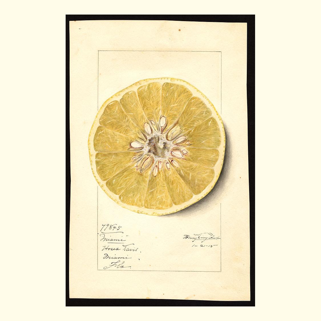 pomological's tweet photo. miami grapefruits, painted by mary daisy arnold, 1915 https://t.co/ExMavjzxZx