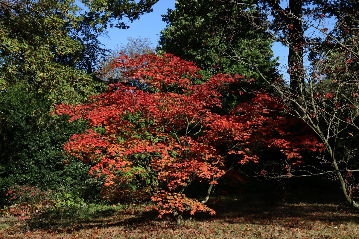 Acers colouring up beautifully at #DunhamMassey #AutumnVibes #TuesdayMotivaton 🍁🍂❤️