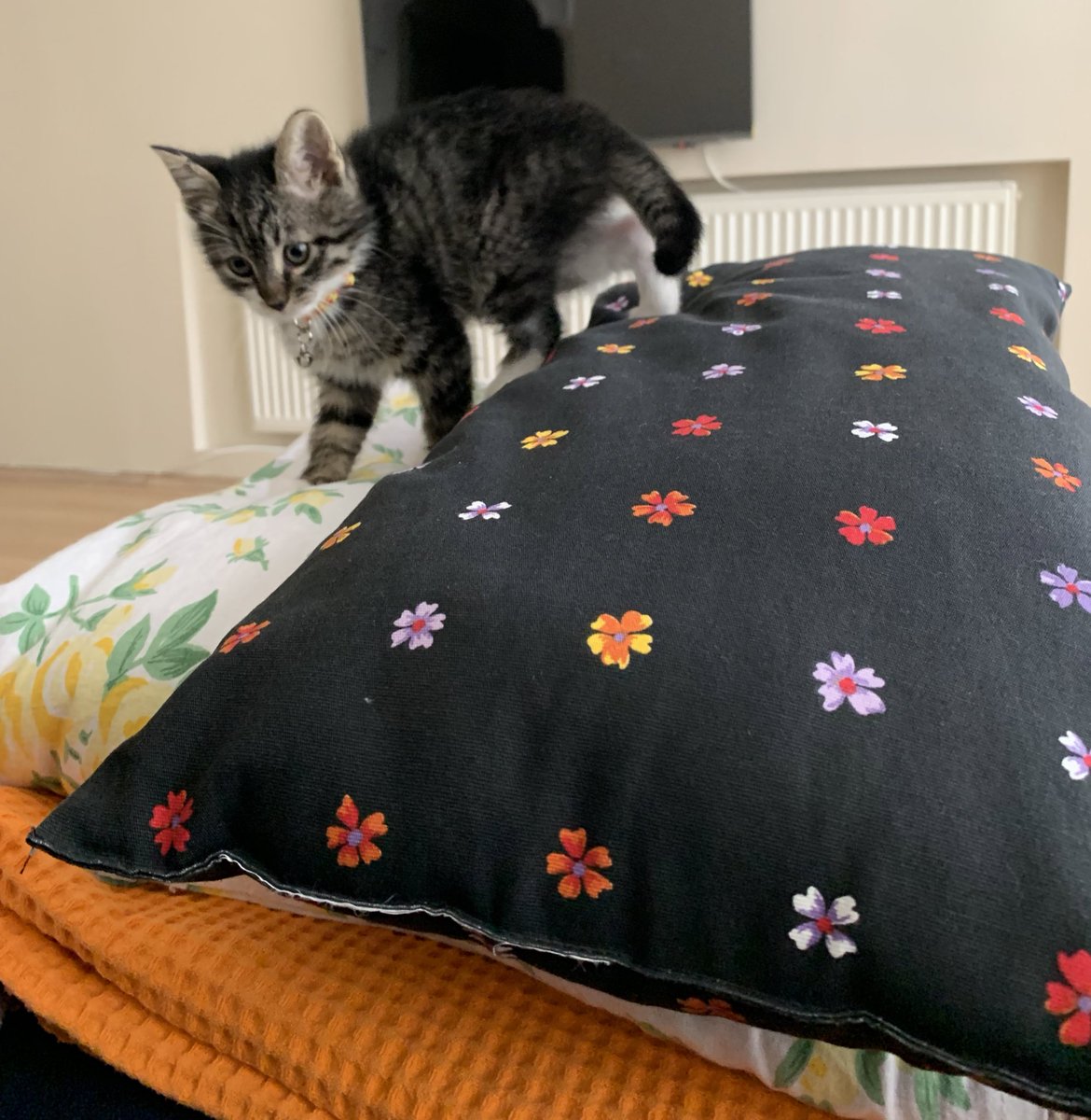 sisçe ben kaç aylıkım annmle babim anlyamadılar