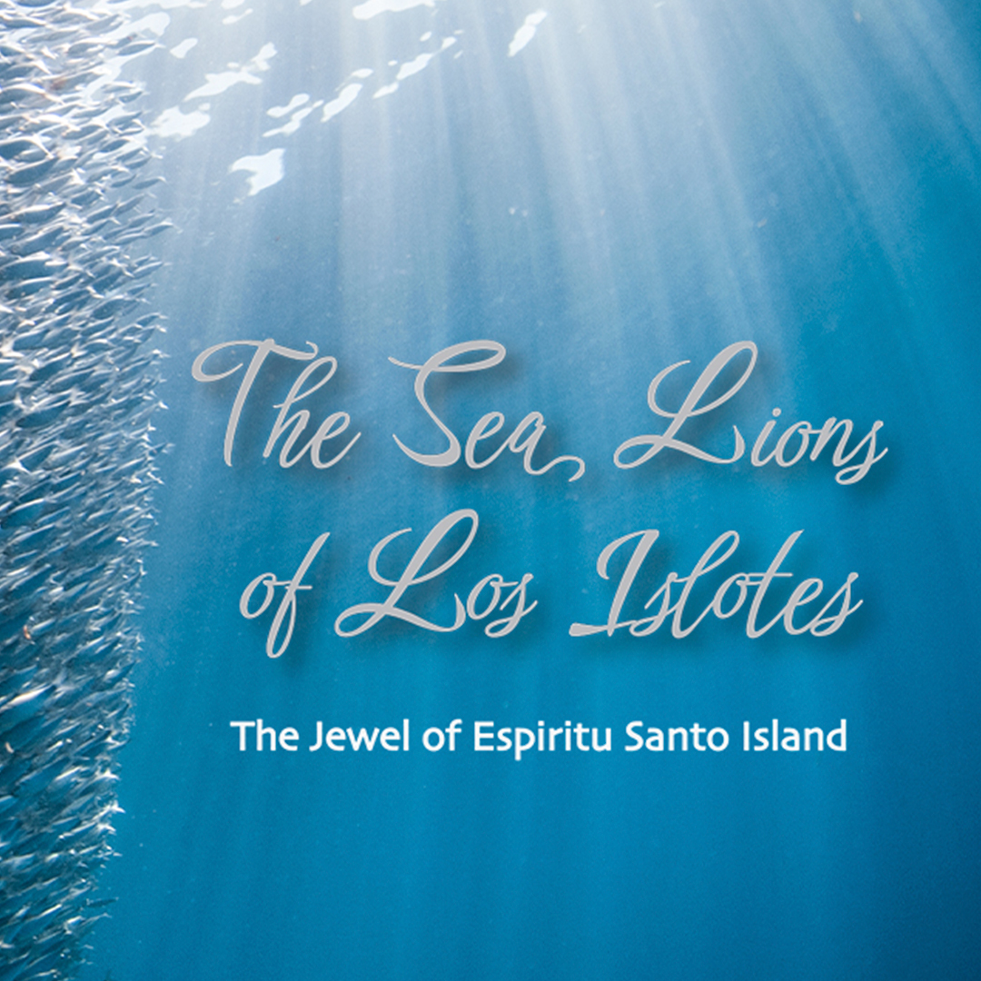 DivedUp's tweet photo. The Sea Lions of Los Islotes by Luke Inman is available to pre-order and due for release 25 October: https://t.co/6MobeejdcY
#sealions #pinnipeds #losislotes #mexico #bajacaliforniasur #mammals #marinelife #underwater #scuba #photography @lukeinman https://t.co/eGv23Nm2SO